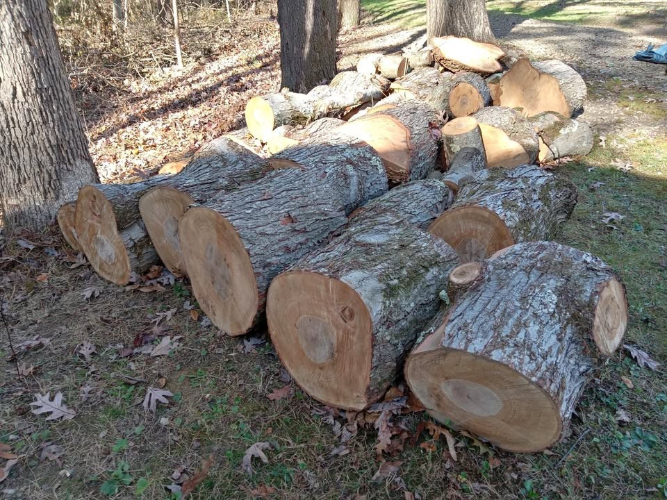 Maple Wood Tree Trunk Logs & a Hemlock Slab - Image 1