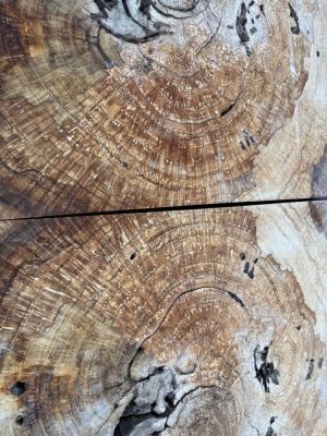 Large White Oak Burls Wood Burl Slabs Book matched and Rare