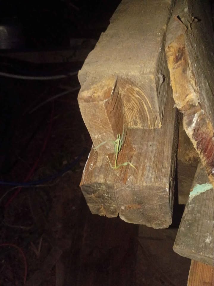 Beautiful reclaimed lumber - Image 6