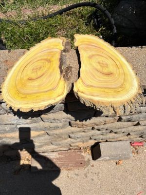 Assorted Live Edge Wood Slices