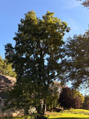 Black walnut wood