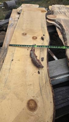 White pine slabs 1/2 inch