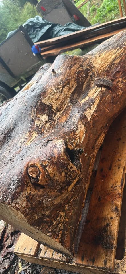 Alder crotch wood spalted figured  huge  beautiful piece !￼ - Image 10
