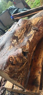 Alder crotch wood spalted figured  huge  beautiful piece !￼