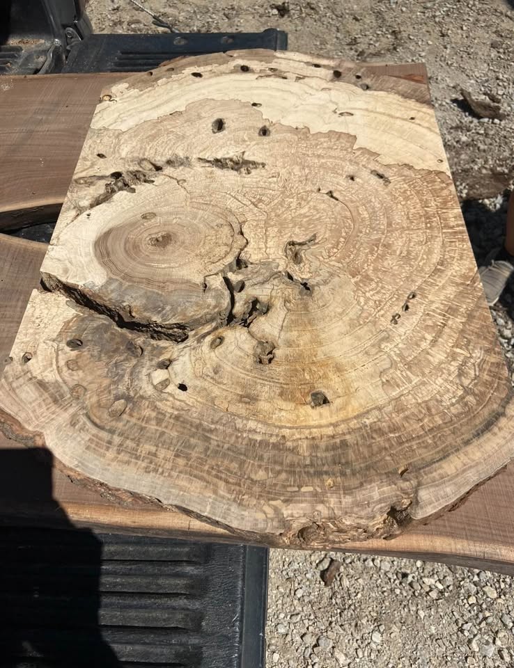 Large White Oak Burls Wood Burl Slabs Book matched and Rare - Image 3