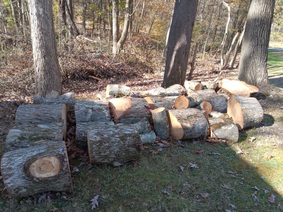 Maple Wood Tree Trunk Logs & a Hemlock Slab - Image 2