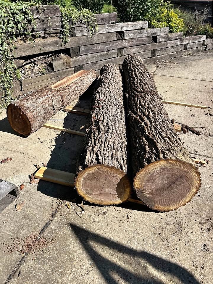 Walnut logs - Image 1