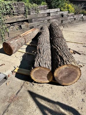 Walnut logs
