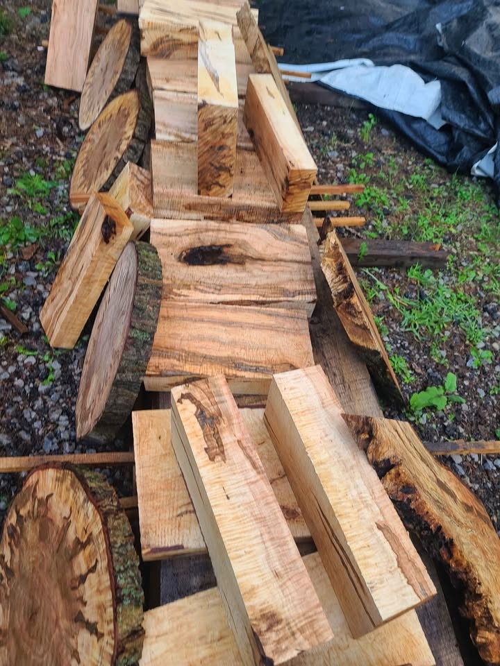 Curly spalted ambrosia maple turning blanks and rounds - Image 9