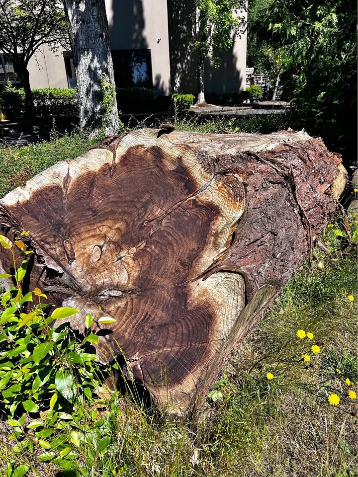 Redwood timber 1600 bf - Image 1