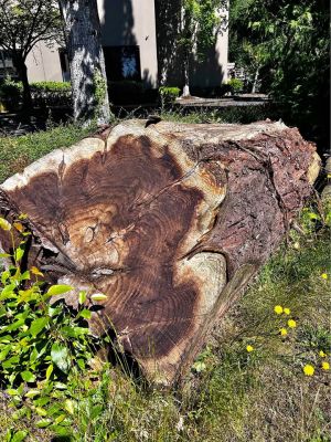 Redwood timber 1600 bf