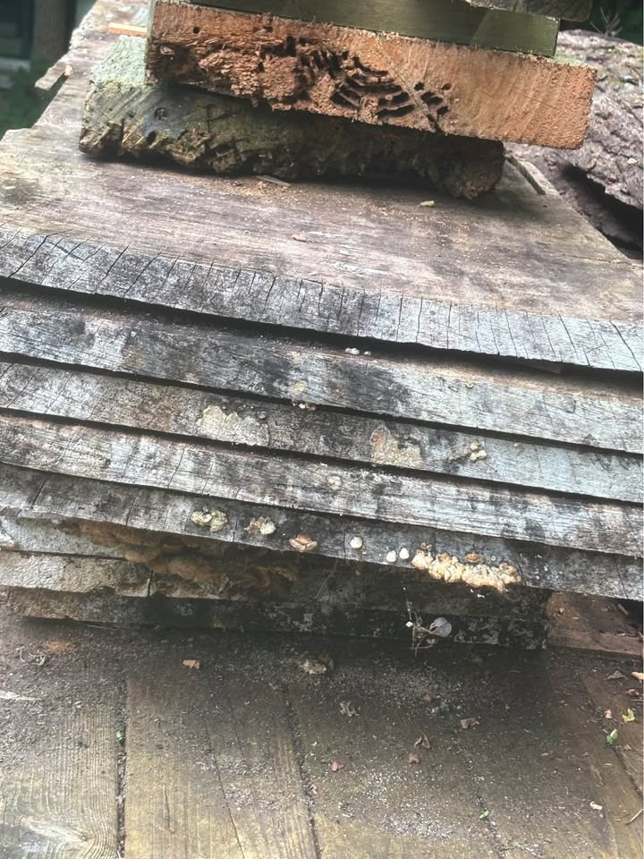 Live edge slabs - Image 2