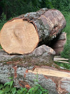 Log For Slabs
