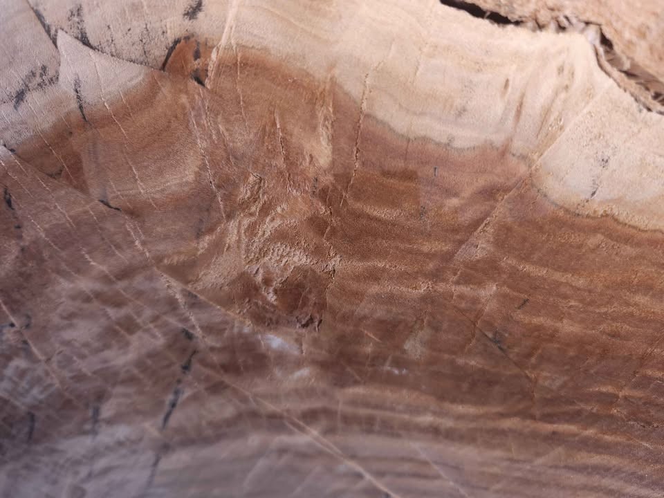 Large Arizona Juniper Live Edge Slab / Wood Cookie – 3" Thick - Image 2