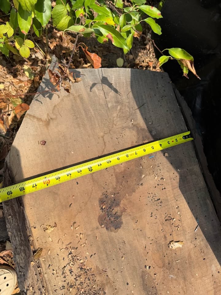 Black walnut slabs - Image 2
