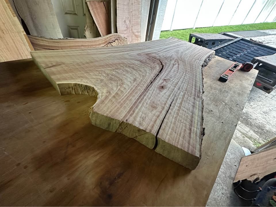 Big Camphor Slab Dried/Flattened - Image 10