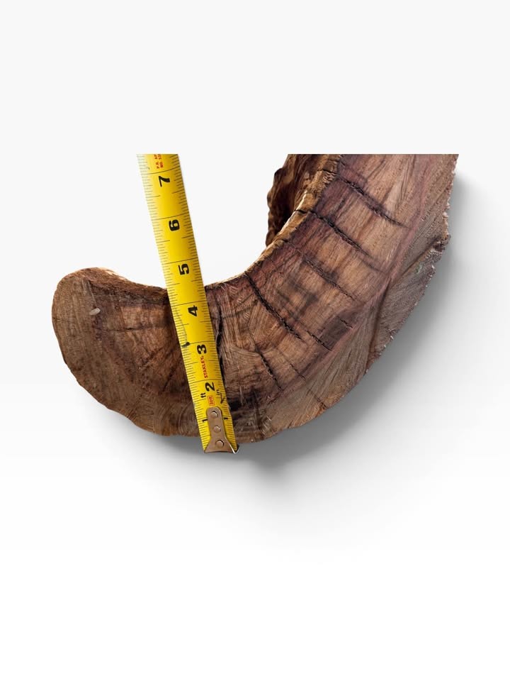 Pistachio Bowl Blank 12x12x5 DRY 8% MC Live Edge Woodturning Lathe Wood LARGE - Image 8