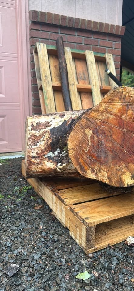 Alder crotch wood spalted figured  huge  beautiful piece !￼ - Image 7