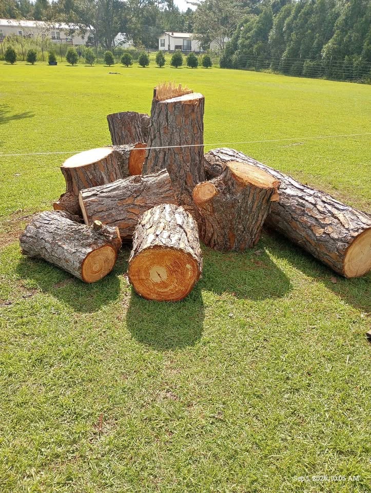 Fresh Cut Pine Wood - Image 1