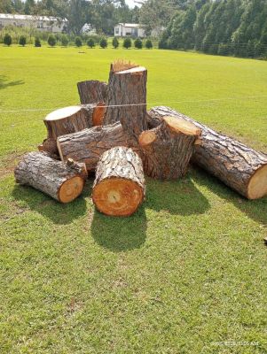 Fresh Cut Pine Wood