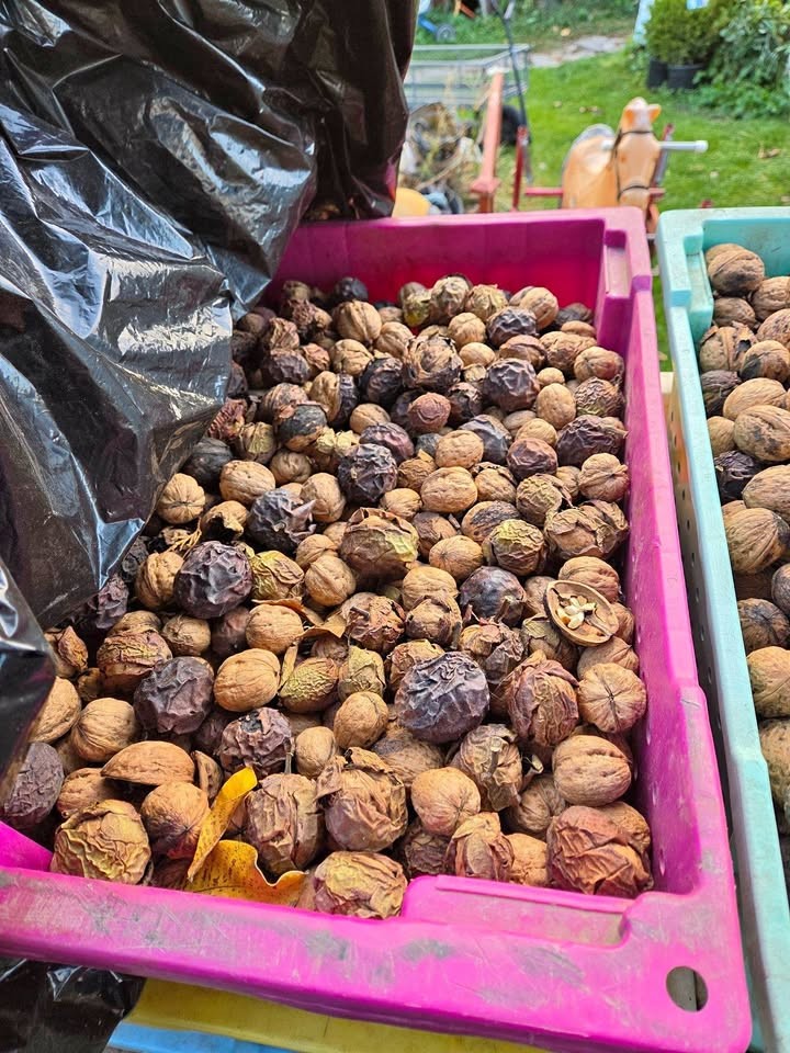 Walnuts - Image 1