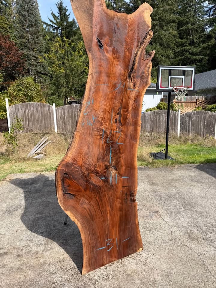 Oregon Black Walnut Slab - Image 3