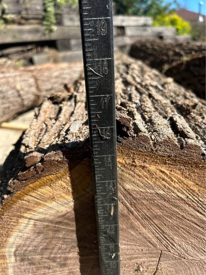 Walnut logs - Image 3