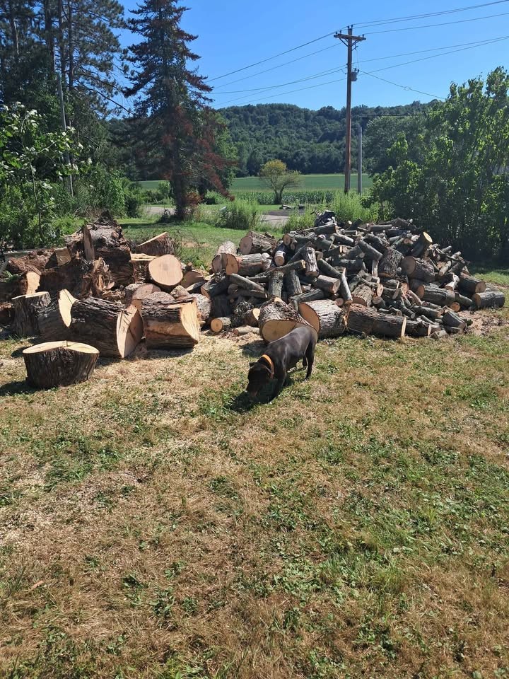 Maple, wood. - Image 2