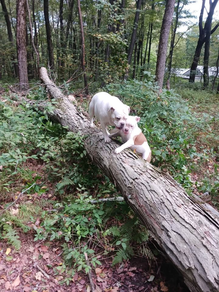 Logs for lumber, live edge slabs, or firewood. Best offer? - Image 6