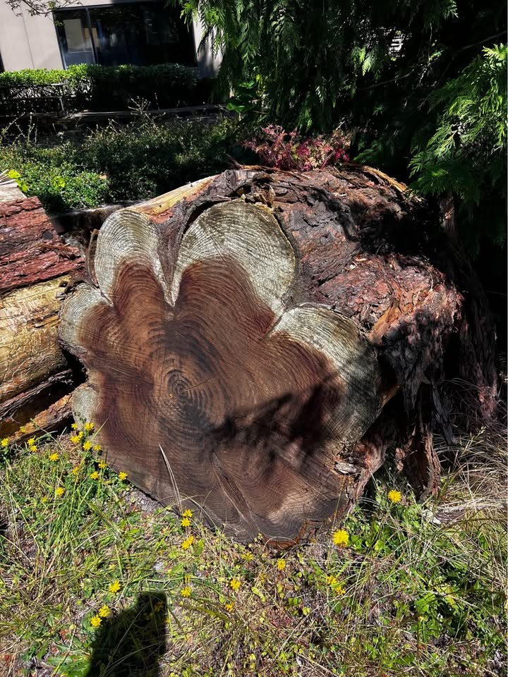 Redwood timber 1600 bf - Image 3