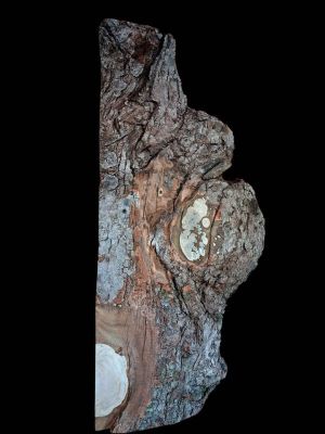 XL INSANELY FIGURED AMBROSIA MAPLE Burl wood Blank, Birdseye Maple Burl, Live Edge Maple, EPOXY WOOD