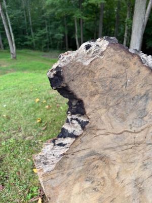 Live Edge Piqua Wood Slab