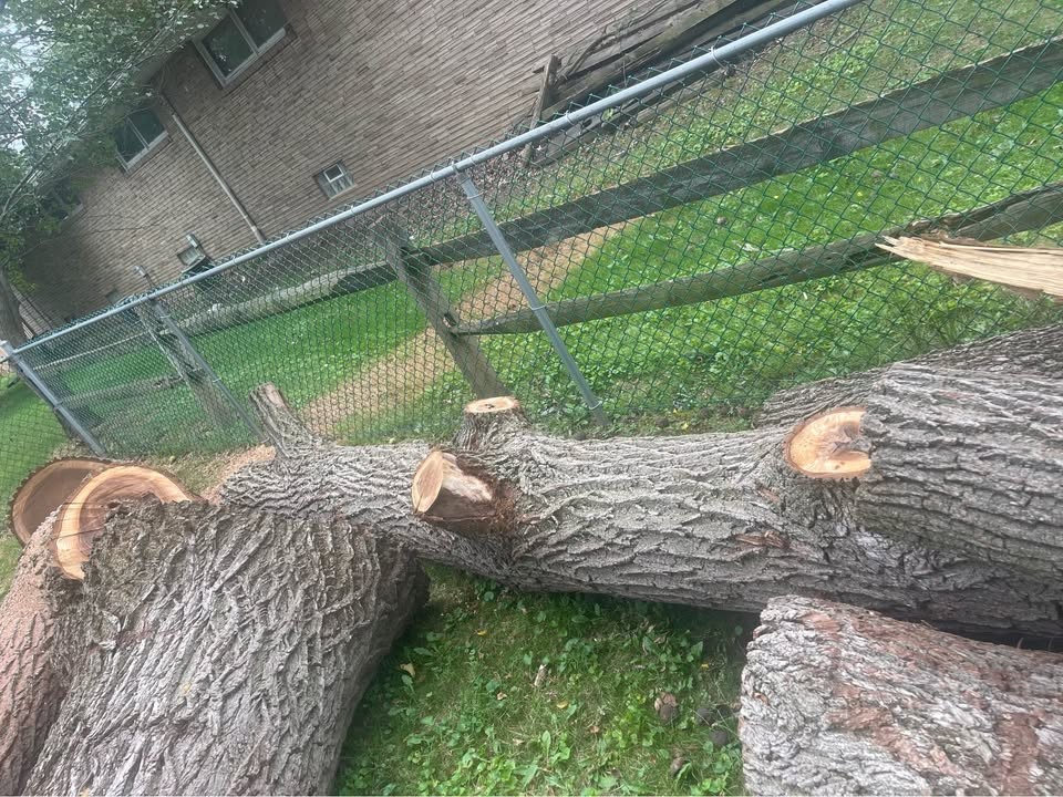 Walnut wood for sale - Image 4
