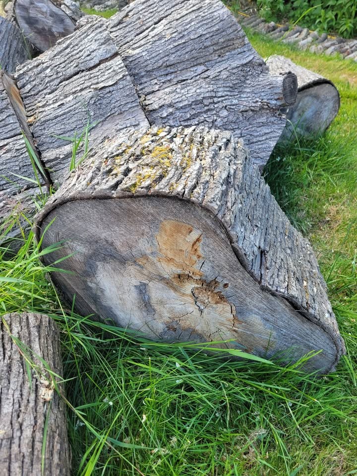 Huge Pile of Maple Rounds (Up to 48”) – TAKE ALL ONLY (Sale or Trade for Lawn Care) - Image 8