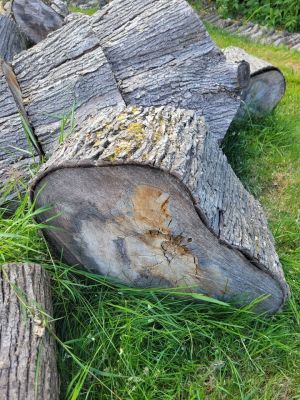 Huge Pile of Maple Rounds (Up to 48”) – TAKE ALL ONLY (Sale or Trade for Lawn Care)