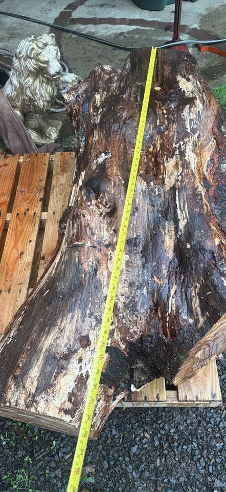 Alder crotch wood spalted figured  huge  beautiful piece !￼ - Image 3