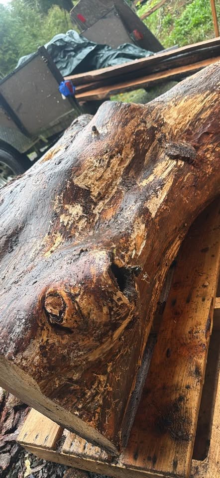 Alder crotch wood spalted figured  huge  beautiful piece !￼ - Image 9