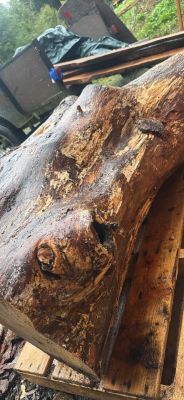 Alder crotch wood spalted figured  huge  beautiful piece !￼
