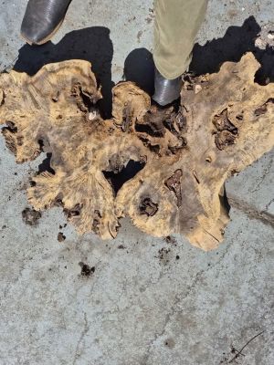 Buckeye Burl Slabs