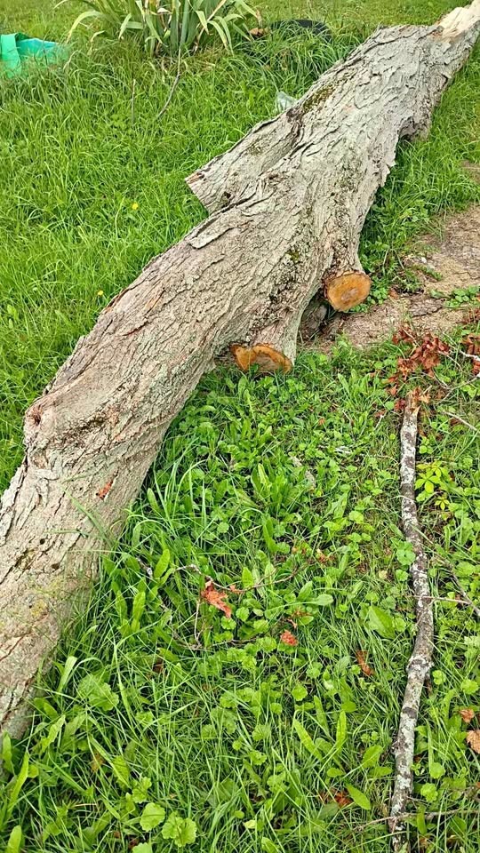 Wood-Hard Maple