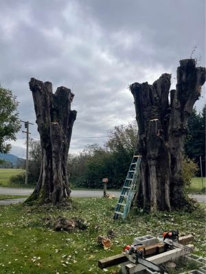 Wood carvers dream