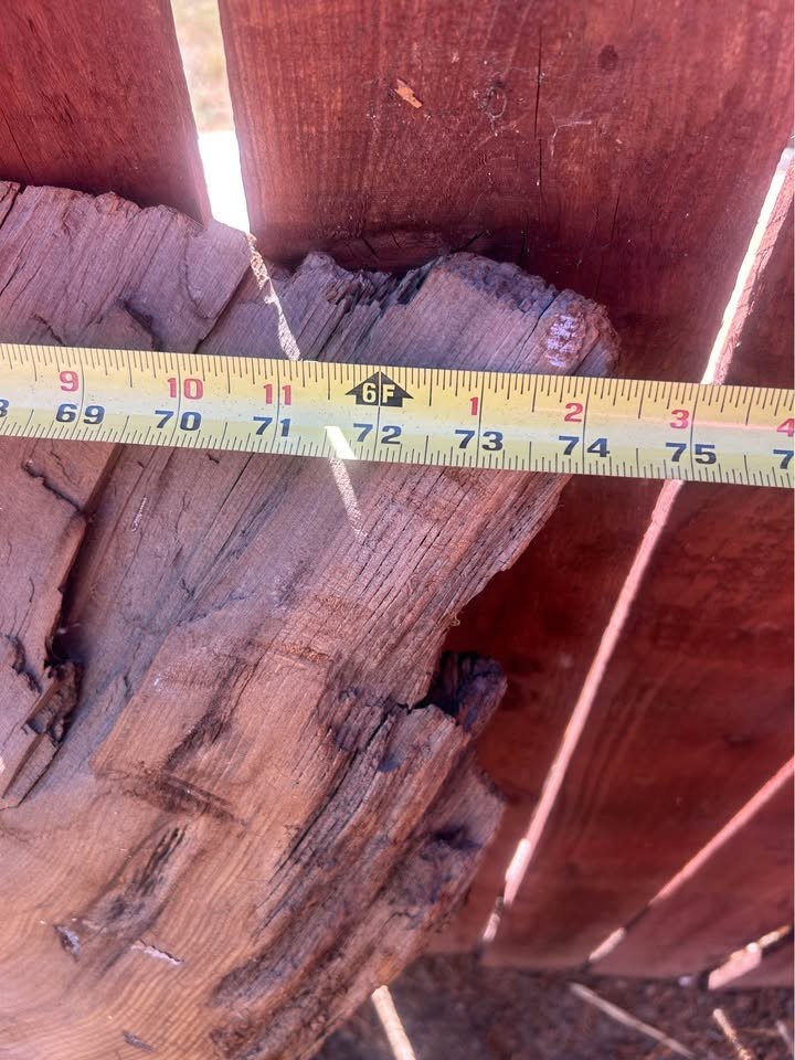 Redwood burl slab. Quite unique 
The is been dry for least 8 years $ firm measurements in photos - Image 4
