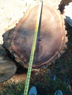 Siberian elm slabs