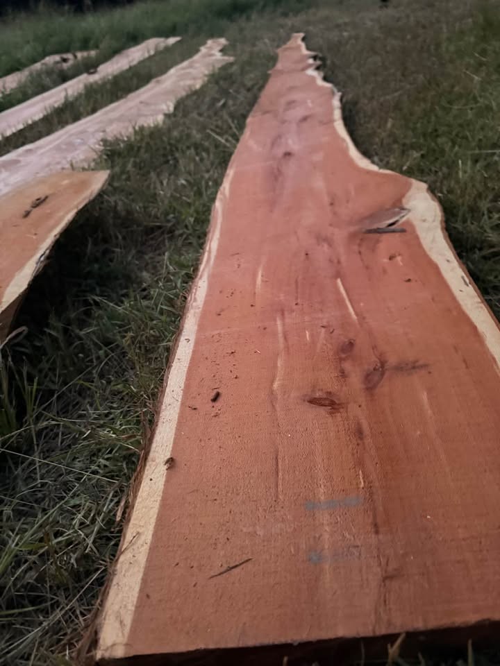 Live Edge Cedar Wood Slabs - Image 7
