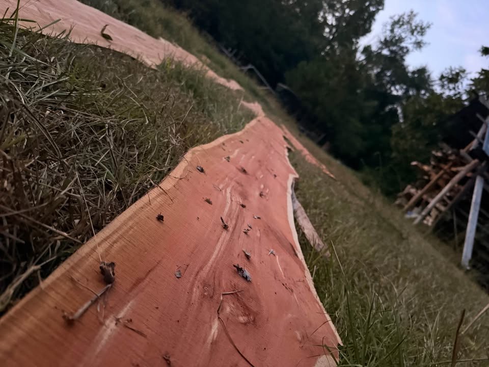 Live Edge Cedar Wood Slabs - Image 8
