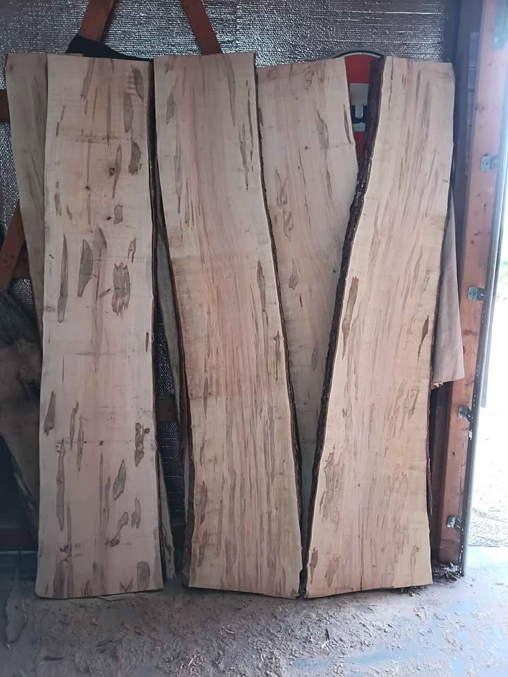 Ambrosia Maple slabs kiln dried - Image 2
