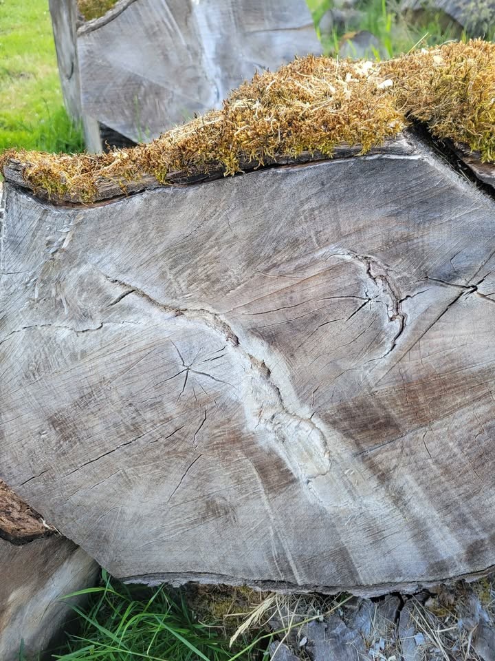 Huge Pile of Maple Rounds (Up to 48”) – TAKE ALL ONLY (Sale or Trade for Lawn Care) - Image 10