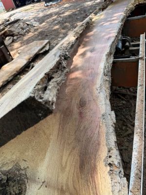 2” live edge slabs