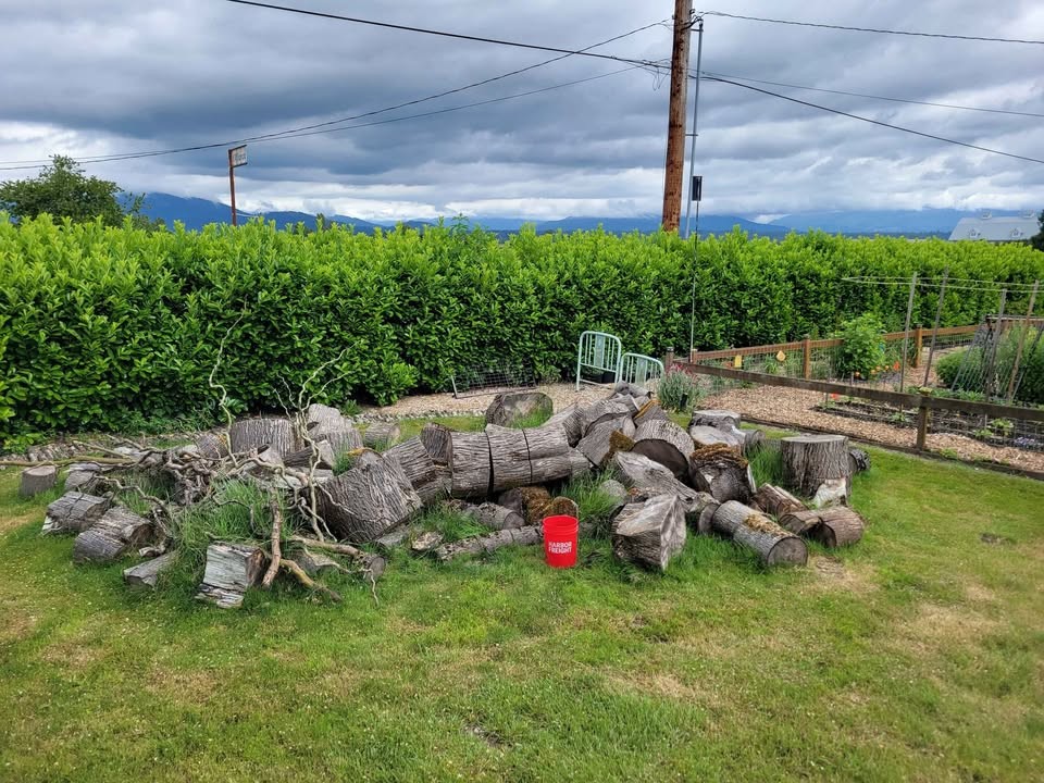 Huge Pile of Maple Rounds (Up to 48”) – TAKE ALL ONLY (Sale or Trade for Lawn Care) - Image 2