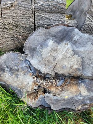 Huge Pile of Maple Rounds (Up to 48”) – TAKE ALL ONLY (Sale or Trade for Lawn Care)